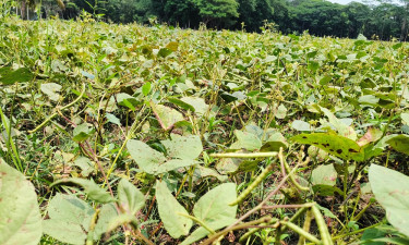 পতিত জমিতেও মুগডাল চাষ, ১০ কোটি টাকার ফলনের আশা