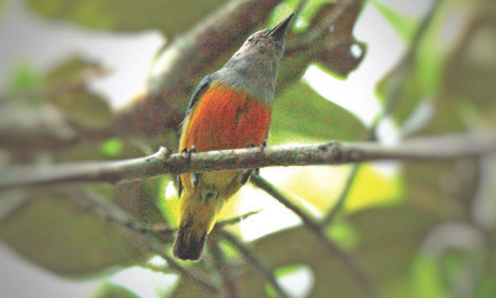 এক পাখিতে কত রং