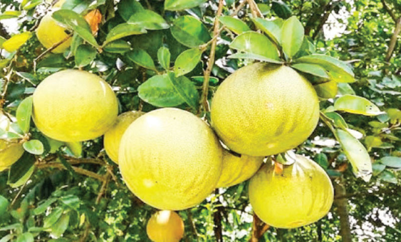 বাতাবি লেবু