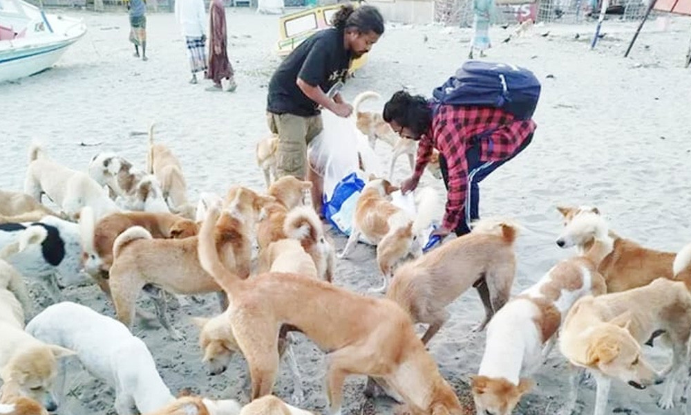 সেন্ট মার্টিনে বন্ধ্যা করা হলো ৬ শতাধিক কুকুরকে