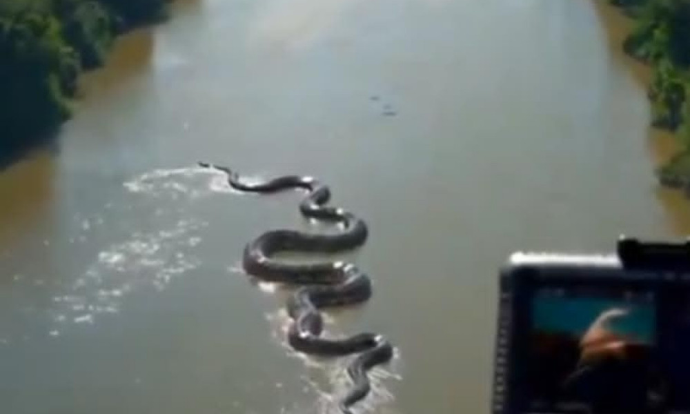 ভাইরাল ভিডিওতে দেখা মিলল বিশাল অ্যানাকোন্ডার, এআই নাকি আসল?