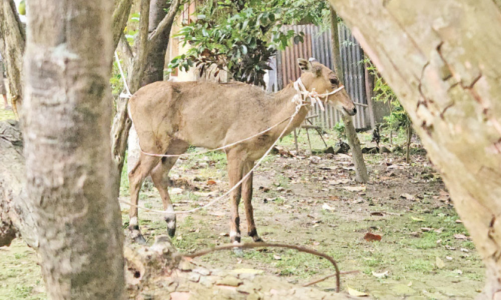 বিলুপ্ত প্রজাতির নীলগাই উদ্ধার