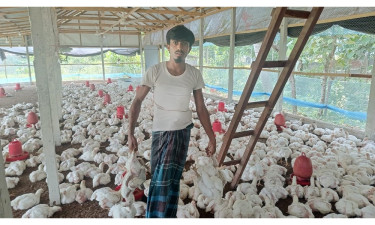 মতলবে তীব্র গরমে হিটস্ট্রোকে মারা যাচ্ছে খামারের মুরগি