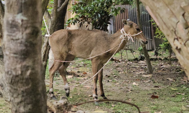 পঞ্চগড়ে বিলুপ্ত প্রজাতির নীলগাই উদ্ধার
