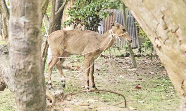 বিলুপ্ত প্রজাতির নীলগাই উদ্ধার