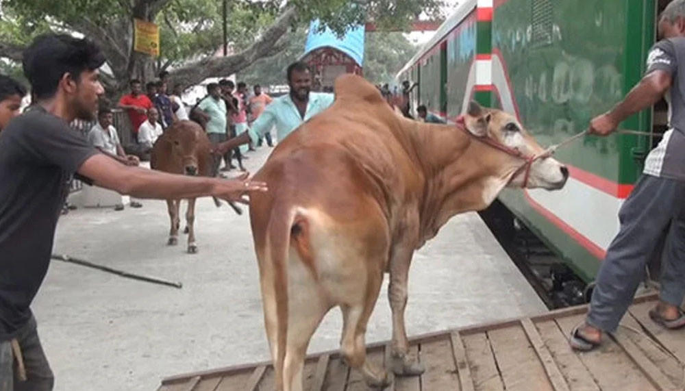 কোরবানির পশু পরিবহনে চলবে বিশেষ ৩ ট্রেন