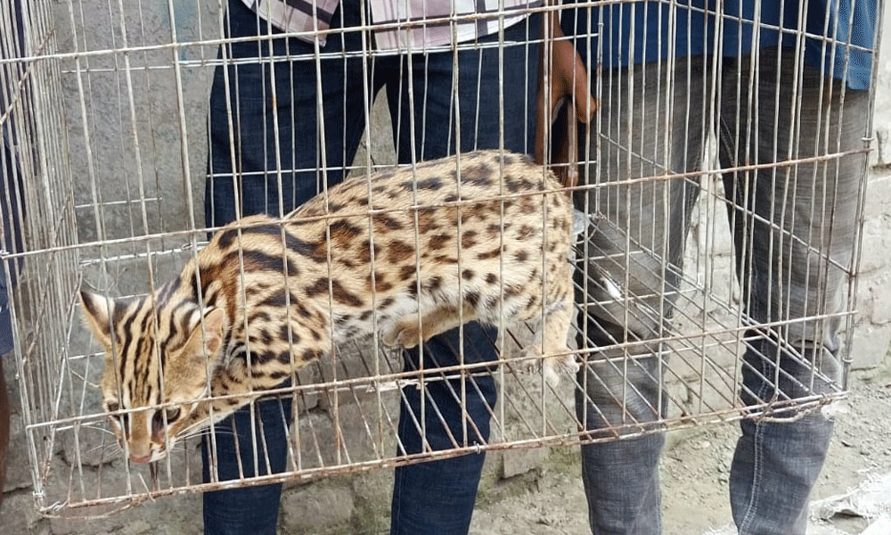 লালমাইয়ে খাঁচায় বন্দি মেছো বিড়াল