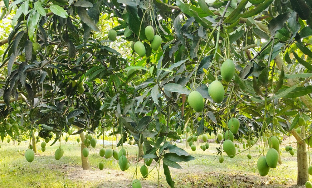 ২২ মে বাজারে আসছে নওগাঁর আম