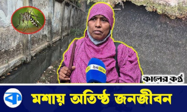 বগুড়ায় মশা নিধনে কর্তৃপক্ষের চরম উদাসীনতার অভিযোগ (ভিডিওসহ)