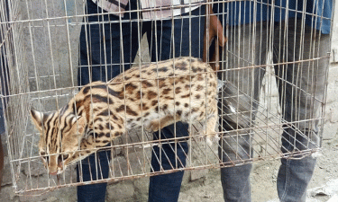 লালমাইয়ে খাঁচায় বন্দি মেছো বিড়াল