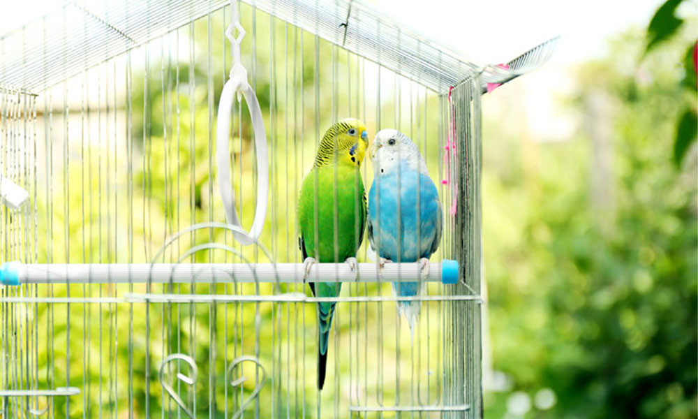 খাঁচায় বন্দি করে পাখি পালন করা কি জায়েজ?