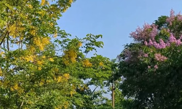 সোনালু, জারুল ও কৃষ্ণচূড়ার রঙে সাজল বরিশাল বিশ্ববিদ্যালয় (ভিডিওসহ)