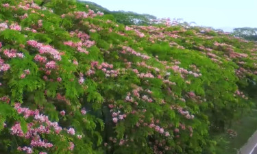 এ যেন এক ফুলের রাজপথ, যেখানে প্রকৃতি নিজেই যাত্রী (ভিডিওসহ)