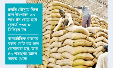 বিশ্ববাজারে এক মাসে চালের দাম কমেছে ১০%