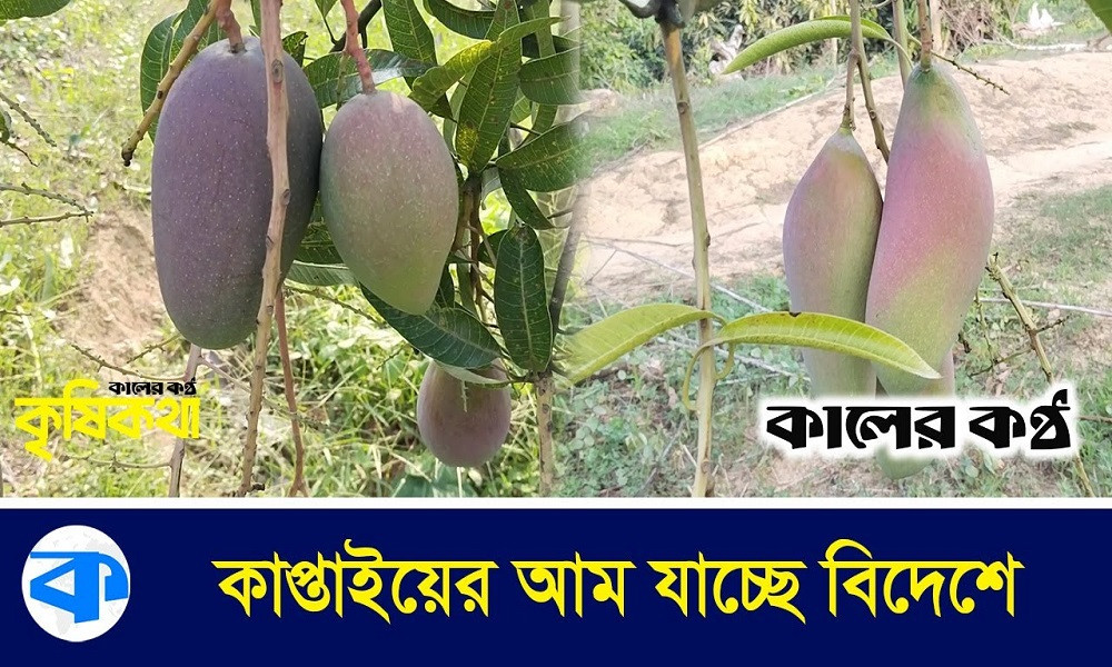কাপ্তাইয়ের পাহাড়ি বাগানে থোকা থোকা ঝুলছে নানা জাতের আম (ভিডিওসহ)