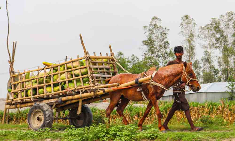 তিস্তার চরে লাউ বীজ উৎপাদনে ভাগ্য বদল কৃষকের