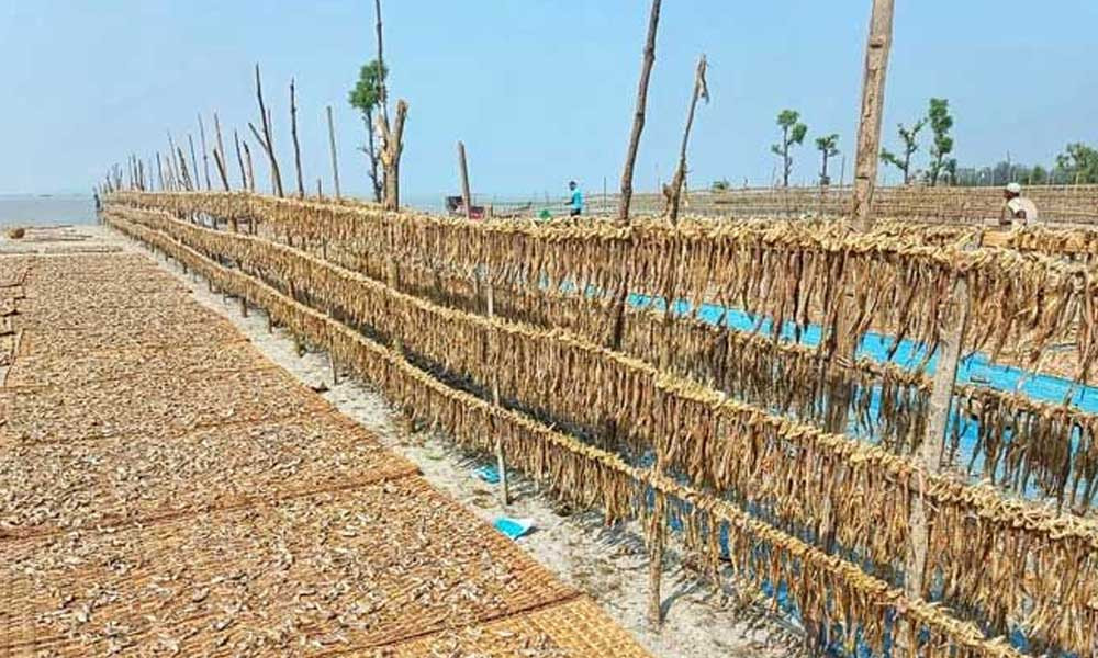 শুঁটকিতে কীটনাশকের ব্যবহার, ৮৭ শতাংশ নিরাপদ