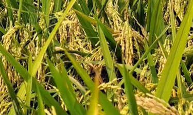 ধানের ফলন ভালো হলেও বাজারে মিলছে না ন্যায্য দাম, শঙ্কায় কৃষকরা (ভিডিওসহ)