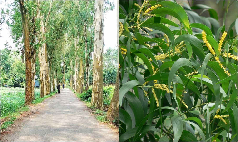 ইউক্যালিপটাস ও আকাশমণি গাছের চারা রোপণ-বিক্রি নিষিদ্ধ