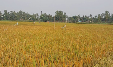 ইটভাটার আগুনে পুড়ল প্রায় ২০০ বিঘা জমির ধান