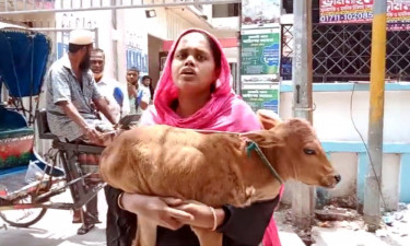 গাভি নিয়ে গেছেন নেতা, বাছুর কোলে আদালতে নারী