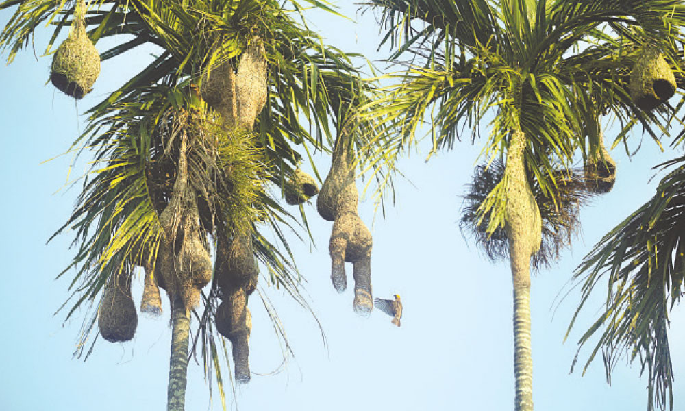 একাগ্রতার প্রতীক বাবুই পাখির বাসা