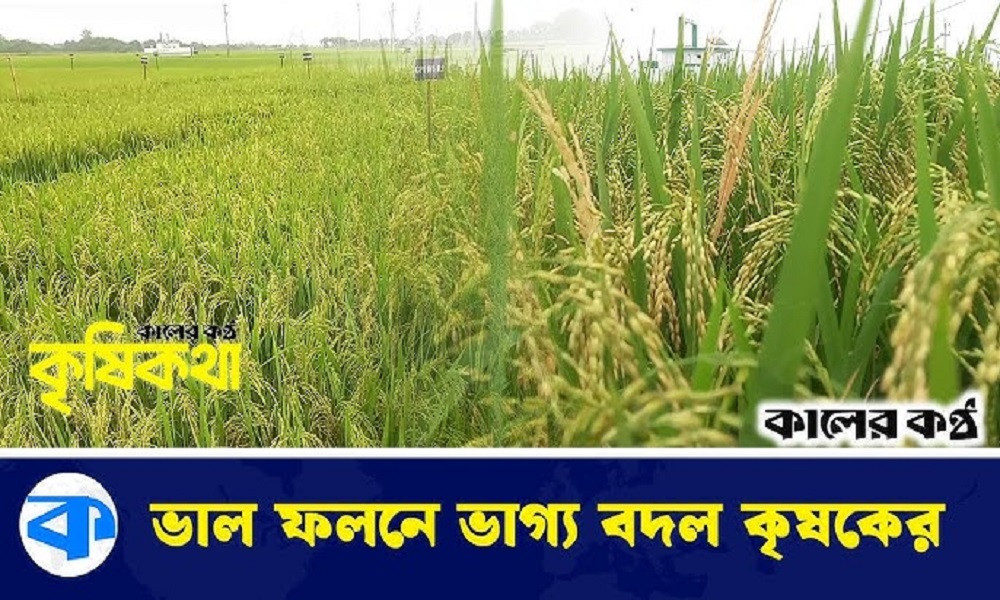 লালপুরে সেচ প্রকল্পে বদলে গেছে কৃষকের ভাগ্য (ভিডিওসহ)