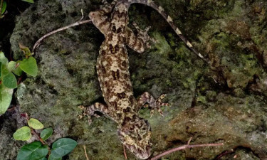 চীনে তক্ষকের নতুন প্রজাতি সন্ধান পেল গবেষকরা