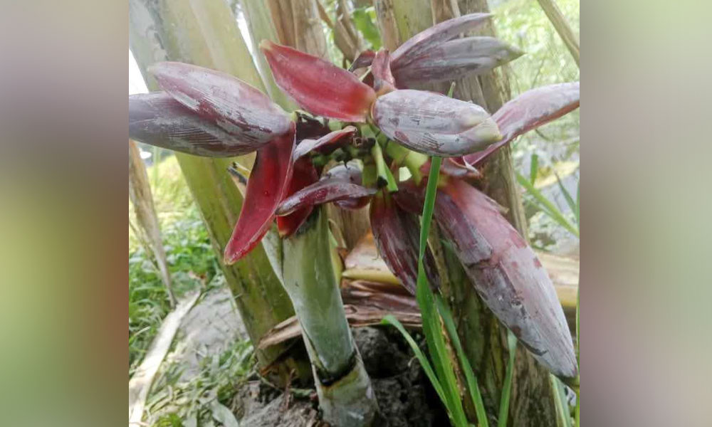 ১৬ ইঞ্চি কলাগাছে ৭ মোচা
