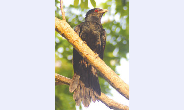 চেনা কোকিলের অচেনা নাম