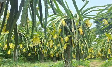 মেম্বারের ড্রাগন ফল বিক্রি হয় লাখ টাকা