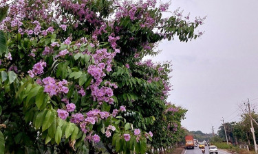 প্রকৃতিতে সৌন্দর্য বিলাচ্ছে নয়নাভিরাম জারুল ফুল