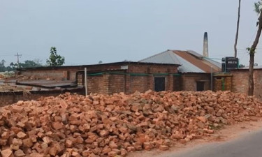 ইটভাটার বিষাক্ত ধোঁয়ায় নষ্ট ফসল, মাথায় হাত কৃষকের