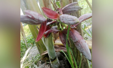 ১৬ ইঞ্চি কলাগাছে ৭ মোচা