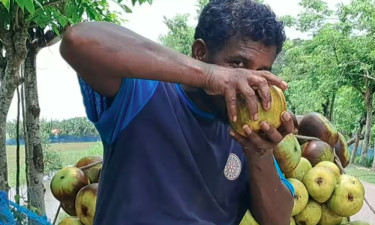 মধুমাসে দেশ মাতাচ্ছে মোরেলগঞ্জের পানি তাল
