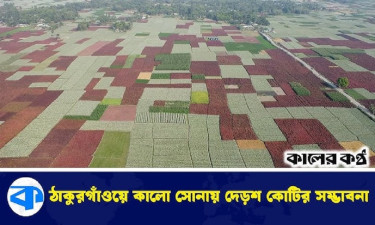 ঠাকুরগাঁওয়ে ১৫৩ কোটি টাকার পেঁয়াজের বীজ উৎপাদনের সম্ভাবনা