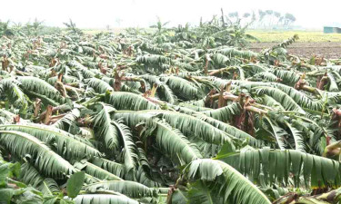 মেহেরপুরে কালবৈশাখীর তাণ্ডব, উঠতি ফসলের ব্যাপক ক্ষতি