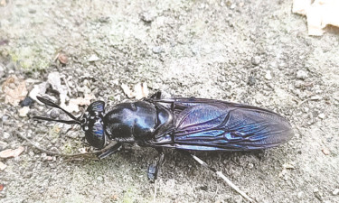 কালো সিপাহি মাছি