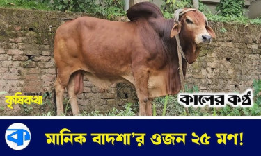 কোরবানির বাজারে ‘মানিক বাদশার’ দাম হাঁকবেন ২০ লাখ টাকা
