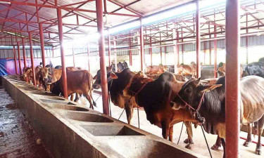 বাগাতিপাড়ায় কোরবানির জন্য প্রস্তুত ৬৮ হাজার পশু