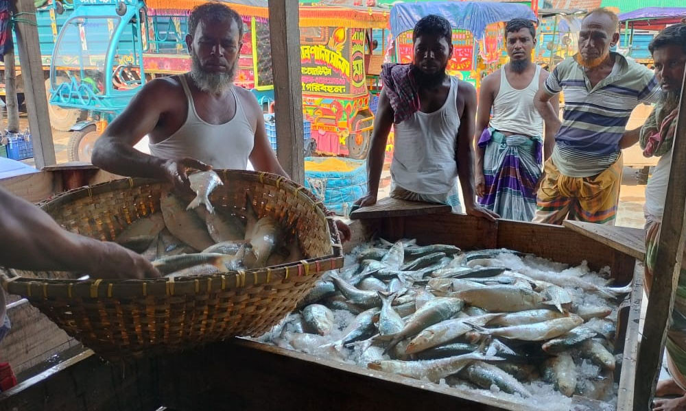 সাগরে নিষেধাজ্ঞা, বাজারে সয়লাব ইলিশ