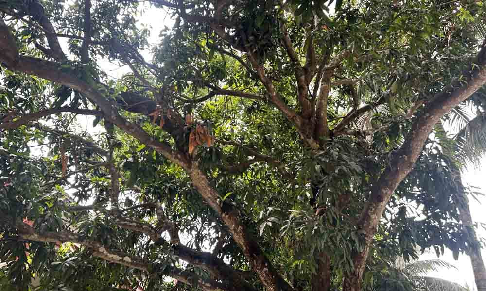 ফরিদপুরে আম পাড়ার সময় গাছের ডাল ভেঙে নিচে পড়ে গ্রিলমিস্ত্রির মৃত্যু