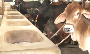 ক্রেতাসংকটে চুয়াডাঙ্গার গরুর খামার