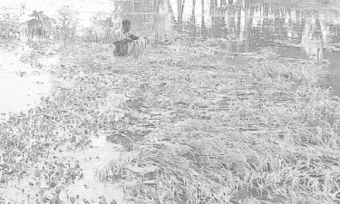 বৃষ্টিতে তলিয়েছে ধানক্ষেত ফসল নিয়ে বিপাকে কৃষক