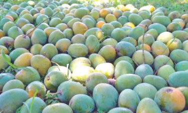 চীনে রপ্তানি হবে ১ লাখ ২০ হাজার টন আম