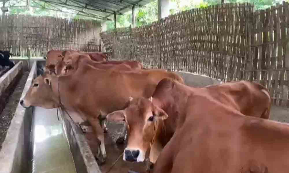 রামগতি-কমলনগরে ২০৪ খামারে ২৯ হাজার ৪০৭ গরু প্রস্তুত