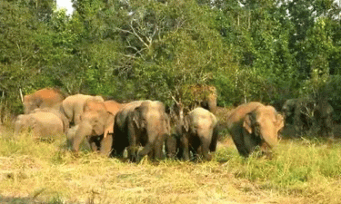 দেড় ঘণ্টার ব্যবধানে বন্যহাতির আক্রমণে প্রাণ গেল দুজনের