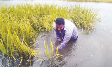 বৃষ্টি পাহাড়ি ঢল বন্যার ছোবল