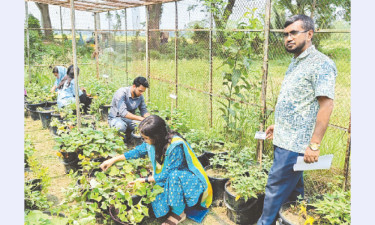 নামে ‘মিষ্টি’ আলু হলেও হটাবে ডায়াবেটিস