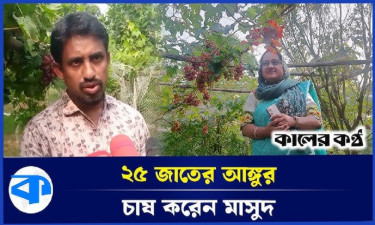 আঙুর চাষে ভাগ্য পরিবর্তন পীরগঞ্জের মাসুদের